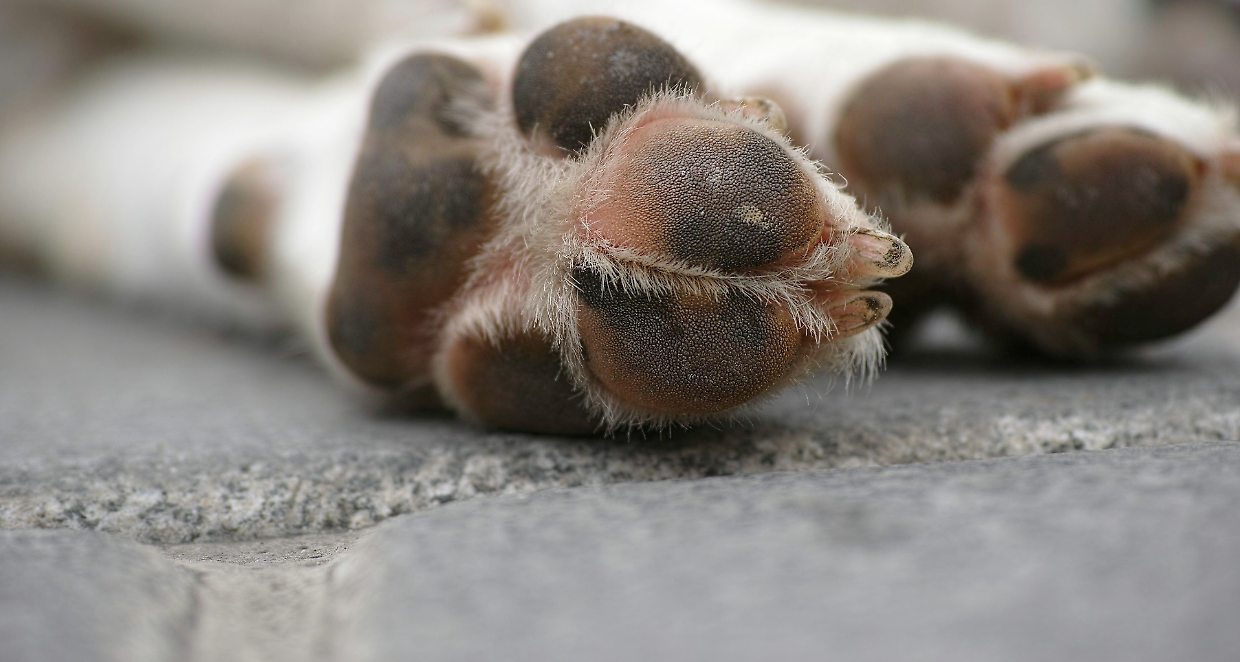 Cani morti sulla strada per Castelnuovo Nigra: a Castellamonte scatta l&rsquo;allerta per esche avvelenate