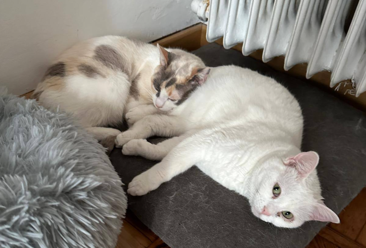 Sono le vere "sciure" di Torino. Due amiche inseparabili