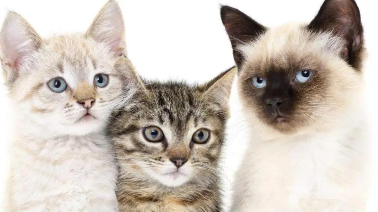 Scatto al Gatto 2026: il contest che celebra i felini 