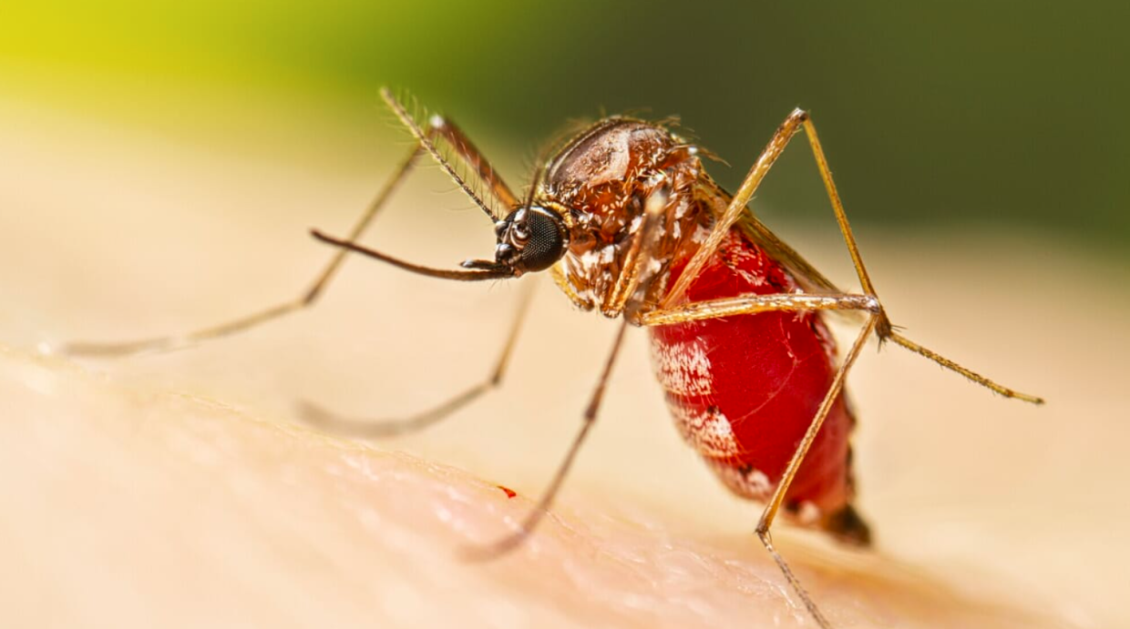 Chikungunya: vaccino e precauzioni per chi viaggia in Paesi a rischio