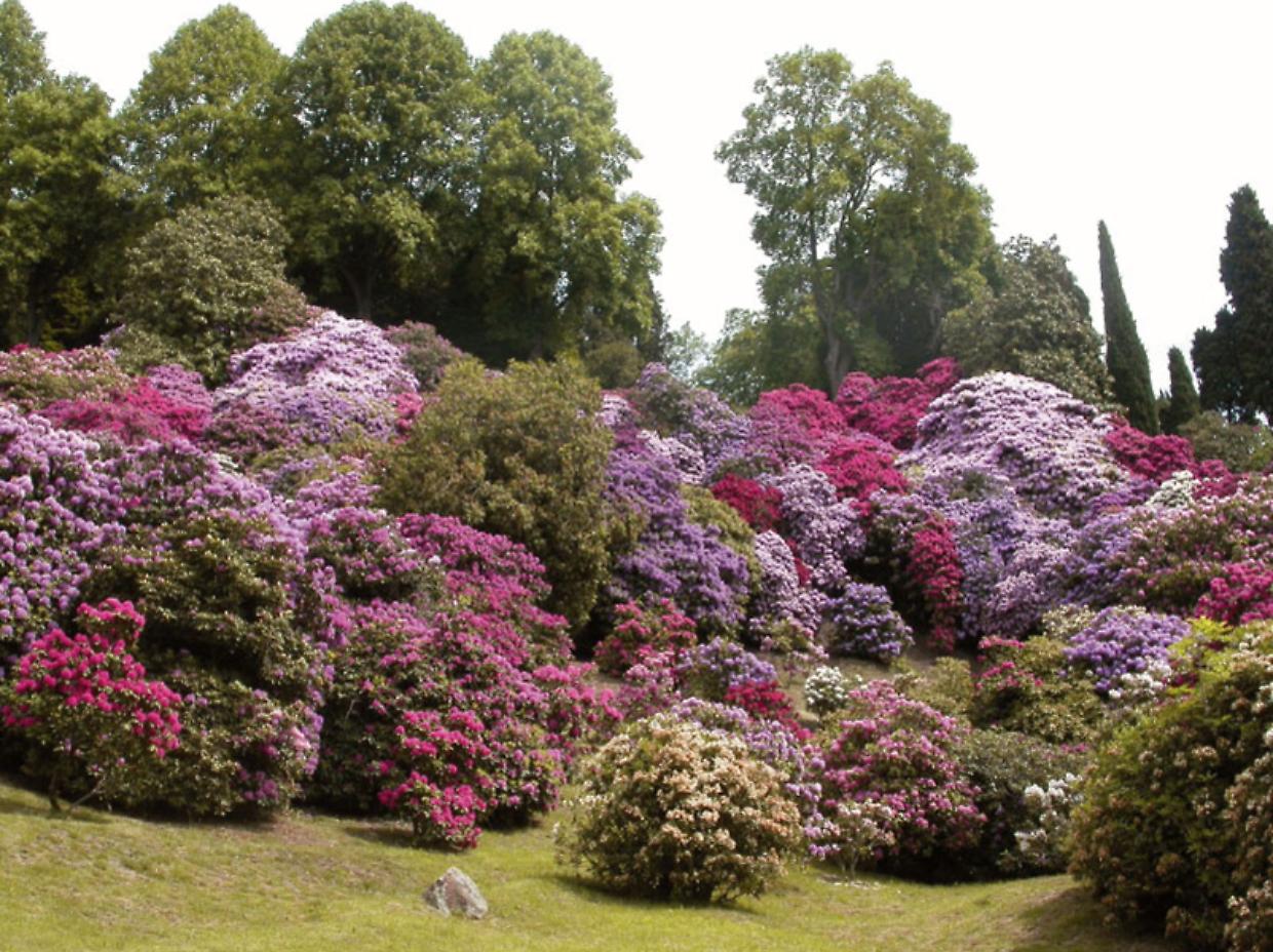 Questo parco in Piemonte &egrave; uno dei pi&ugrave; belli da vedere in primavera