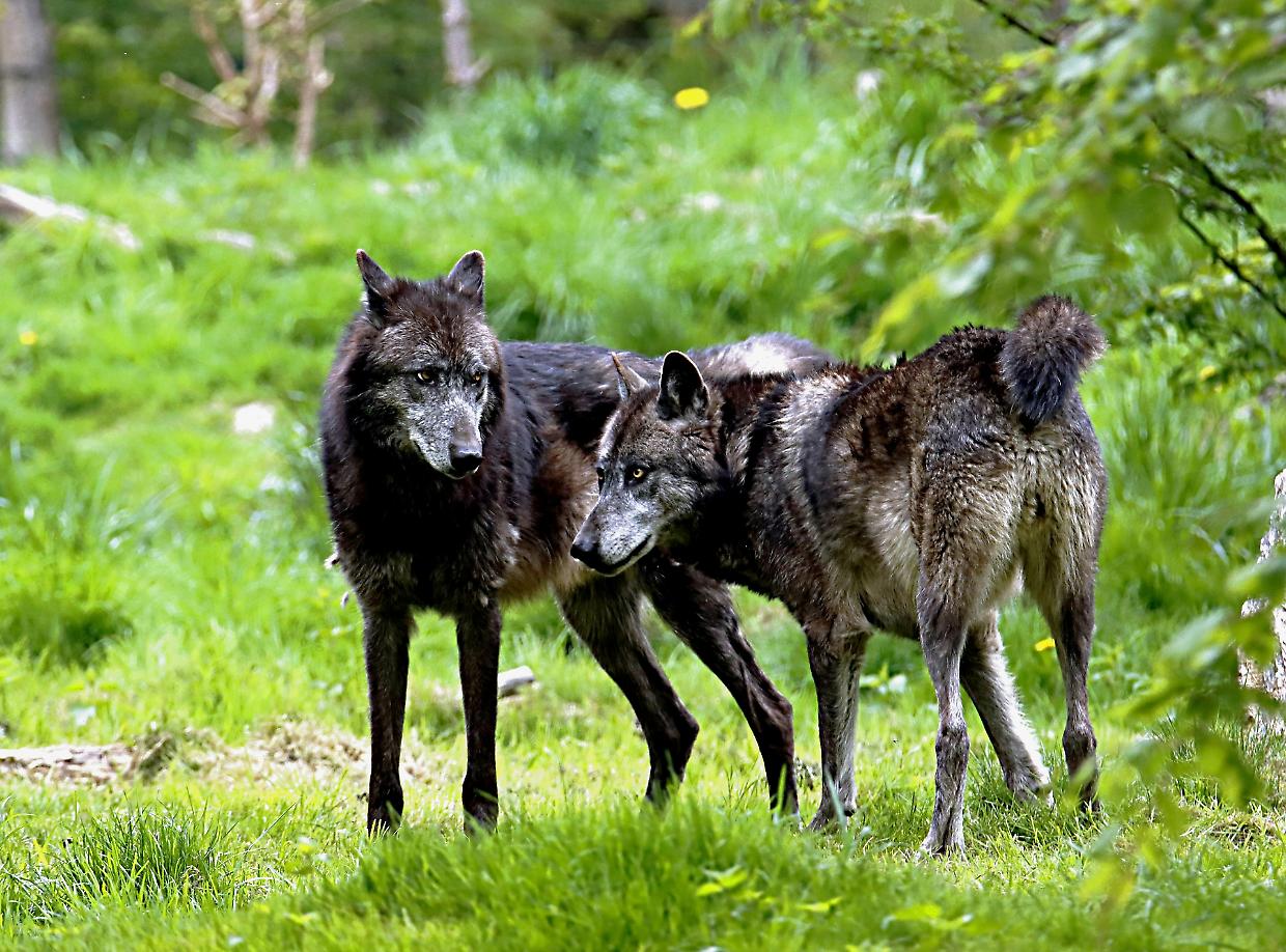 Valsusa, attacchi di lupi nonostante recinzioni alte 4 metri: ecco come accedere ai nuovi indennizzi regionali