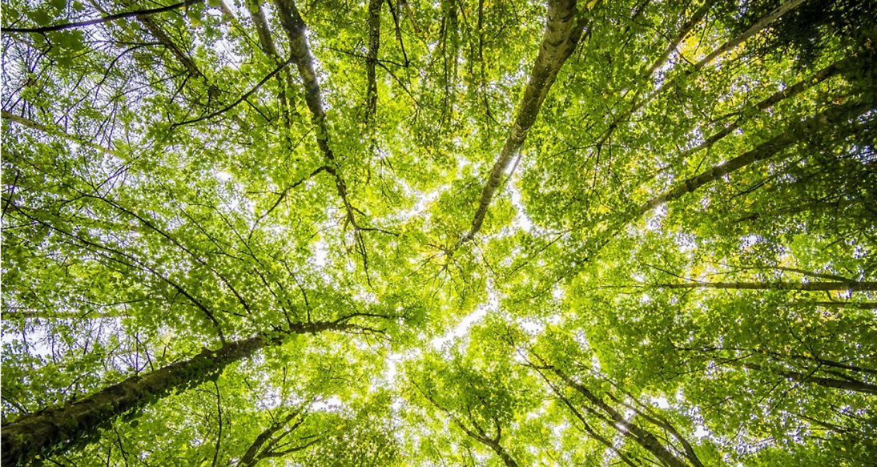 Ivrea, il giardino che divide la memoria: tra inclusione e polemiche nel Giorno del Ricordo