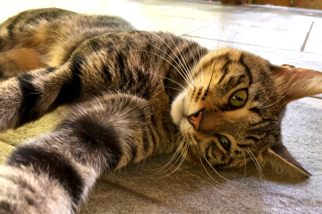 Oltre 10 milioni di famiglie italiane hanno un animale domestico