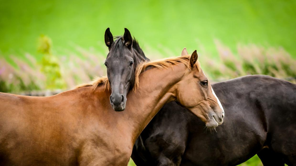 Cavalli e pony verso maggiore protezione: il Parlamento avvia il dibattito sul divieto di macellazione