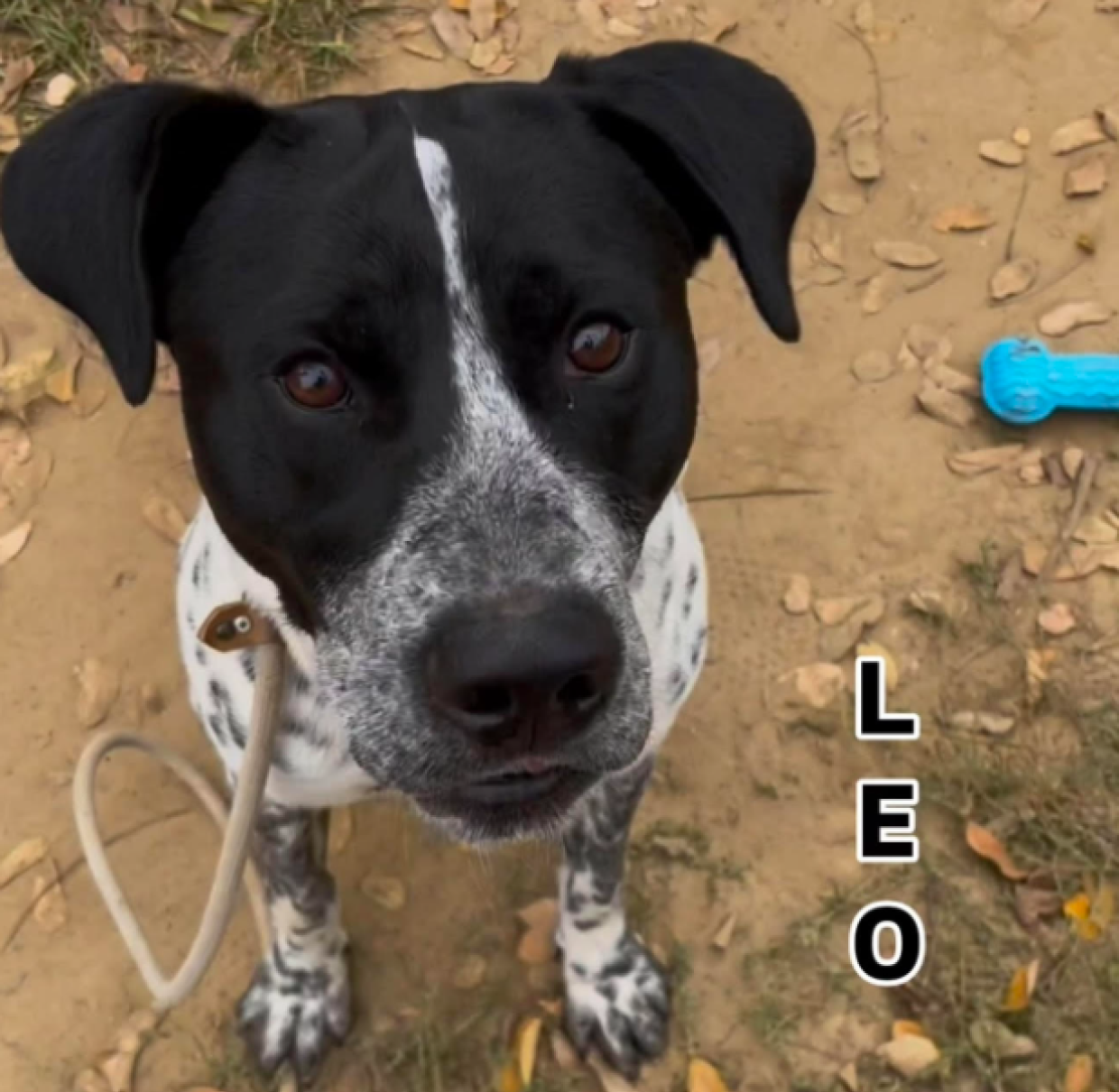 E' stato abbandonato eppure &egrave; ancora un'esplosione di vita