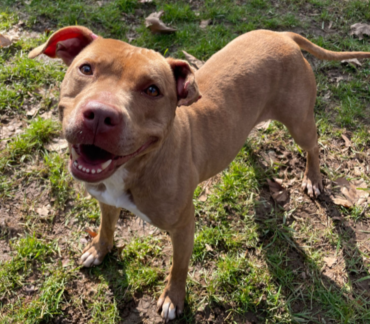 Un muso troppo irresistibile per lasciarlo in canile