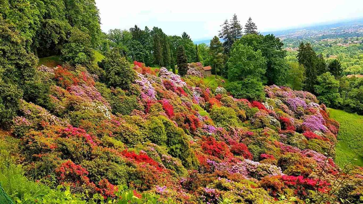 Non solo ciliegi: quando e dove vedere le fioriture pi&ugrave; belle in Piemonte