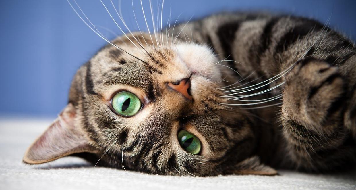 Giornata Nazionale del Gatto, perch&eacute; si festeggia proprio il 17 febbraio?