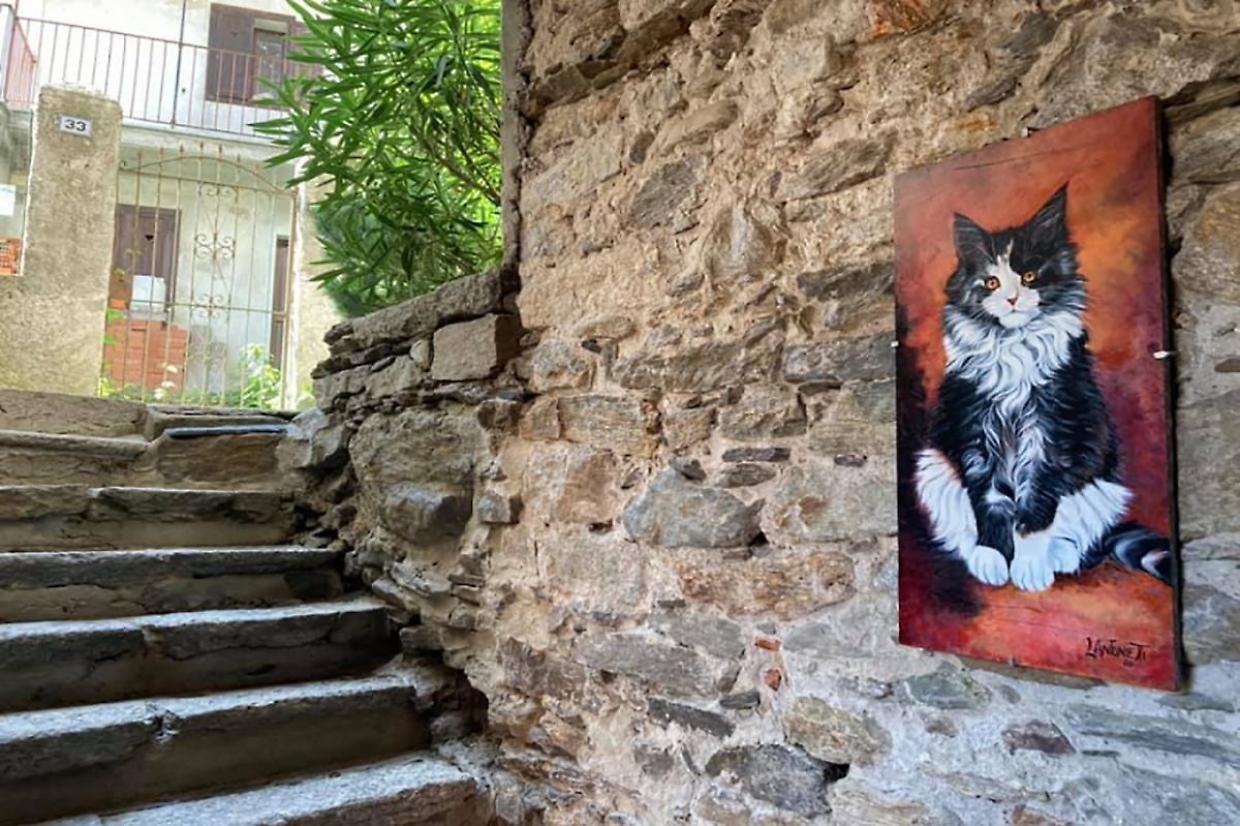 Giornata del Gatto: ecco il paese in Piemonte dove i gatti dominano le strade