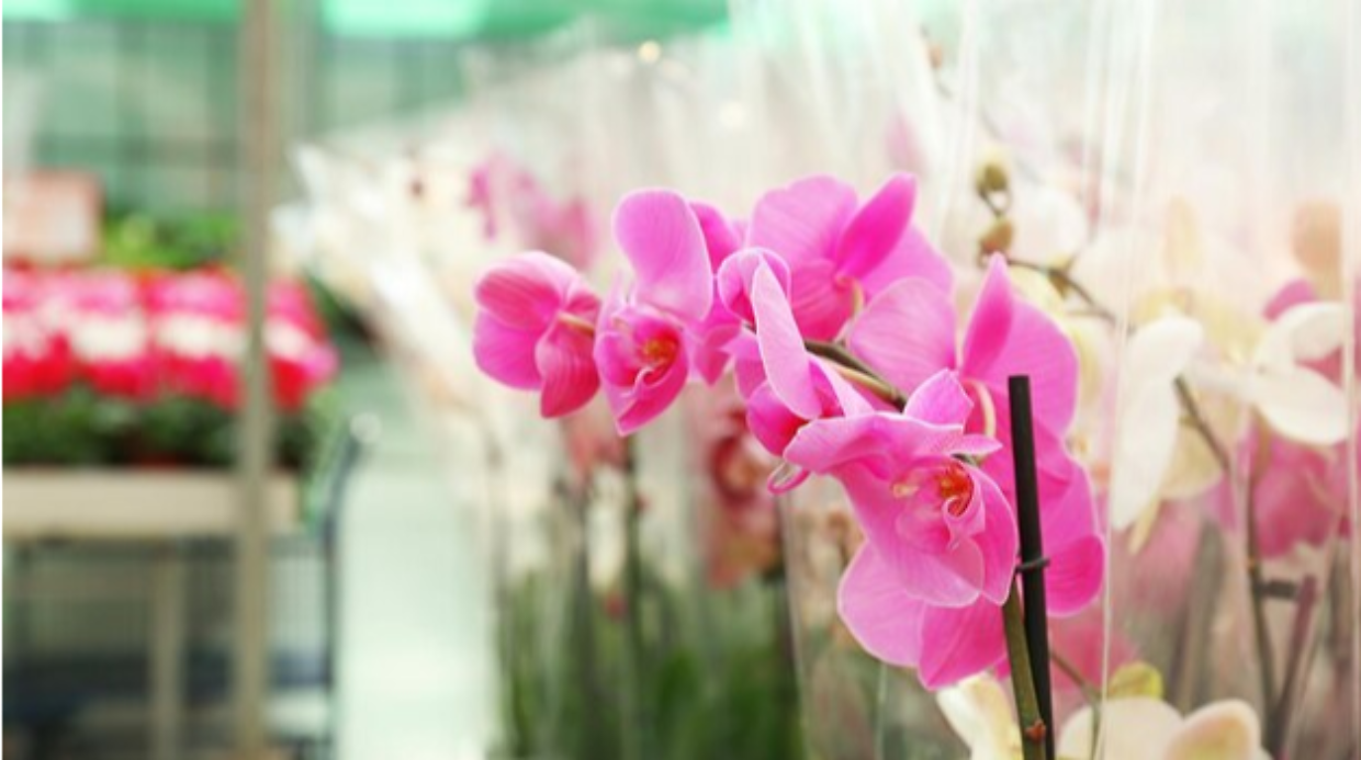 OrchiDay