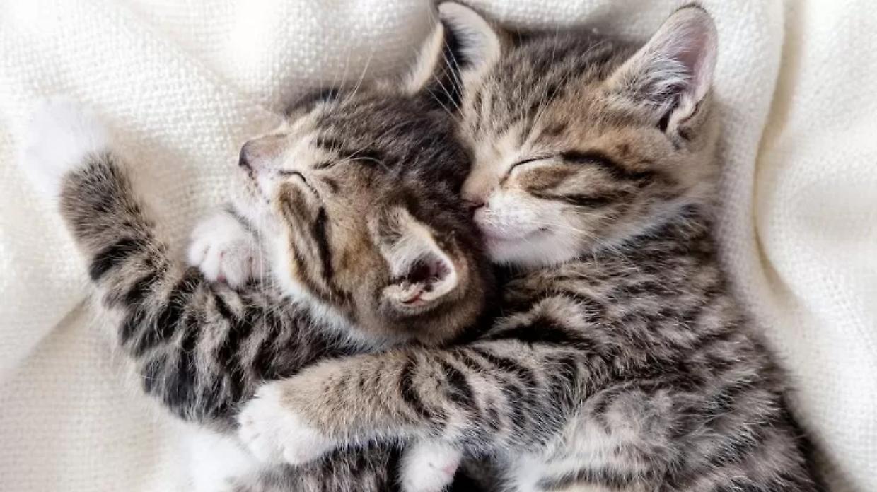 Pet Economy, gli italiani spendono quasi 7 miliardi di euro per gli animali