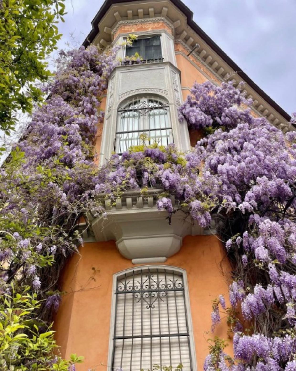 Torino in fiore, i luoghi pi&ugrave; suggestivi da scoprire nella primavera 2026, ecco tutte le date