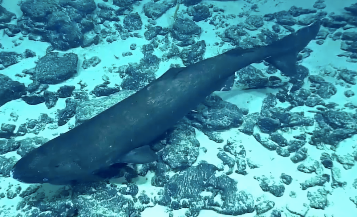 Lo straordinario avvistamento dello squalo dormiente in Antartide: il video