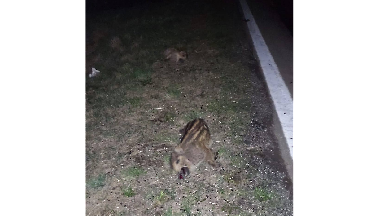 Cinghiali travolti sulla provinciale tra  Robassomero e Ciri&eacute; : la gestione tardiva delle carcasse riapre il caso dei servizi nel weekend