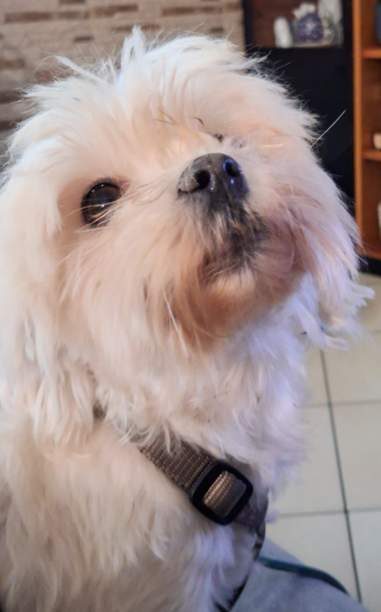 Usata solo per "sfornare cucciolate": la piccola Rebecca