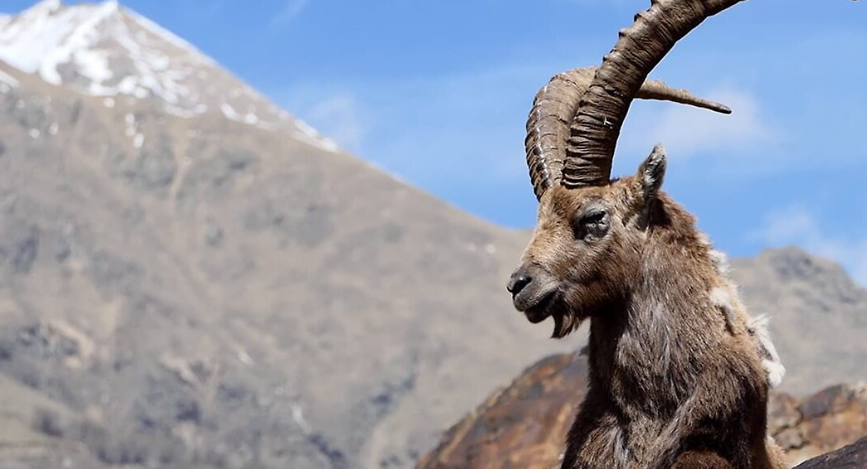 Il Monviso si popola di Stambecchi: record di avvistamenti