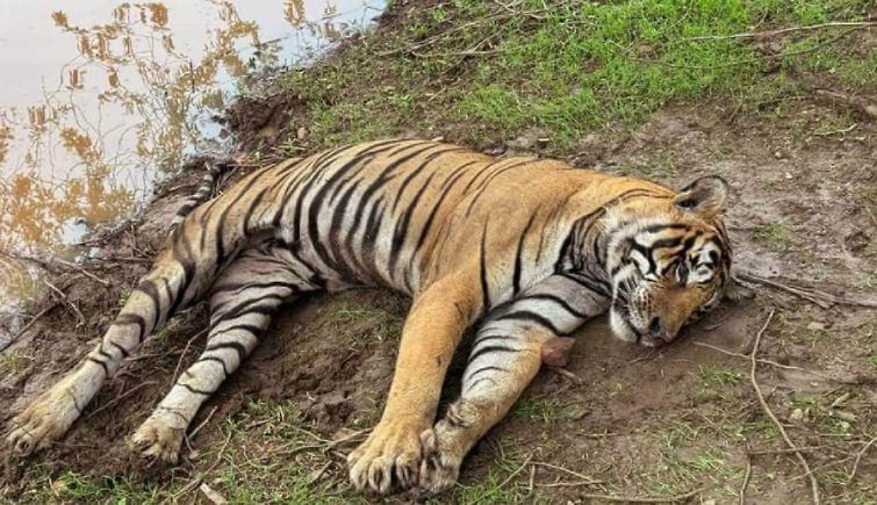 Tragedia in Thailandia: un&rsquo;epidemia uccide 72 tigri in un parco turistico