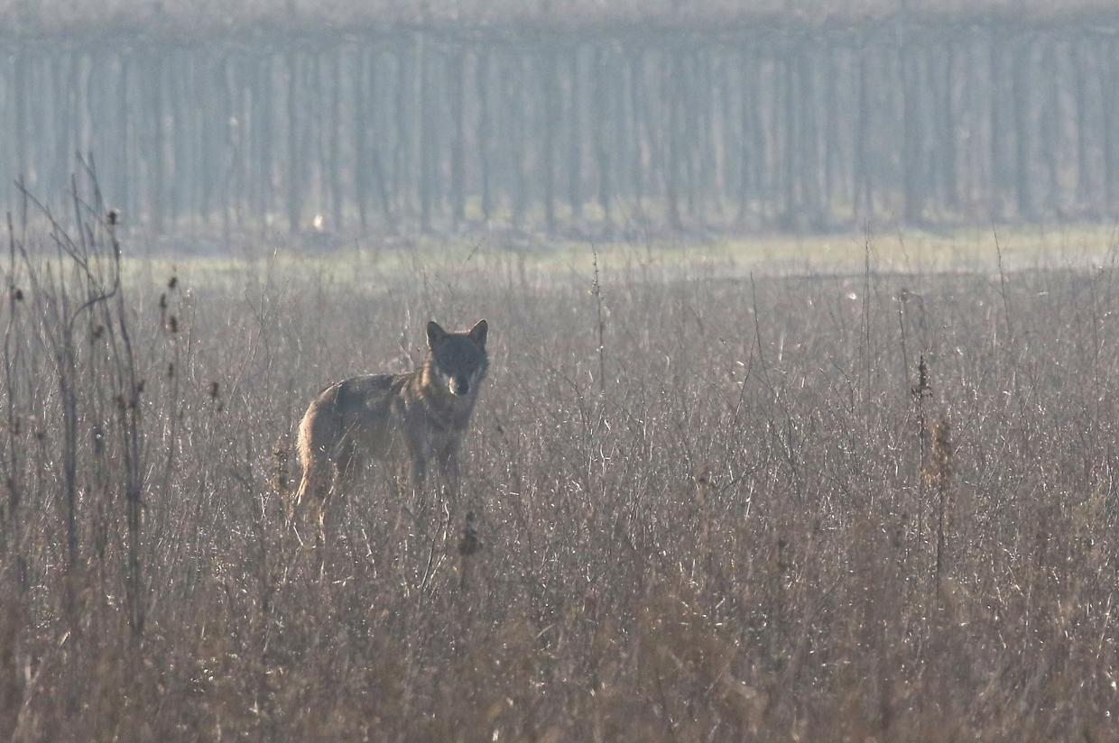 Quattro lupi avvistati nelle campagne di Strambino a circa 200 metri dalla Dora Baltea