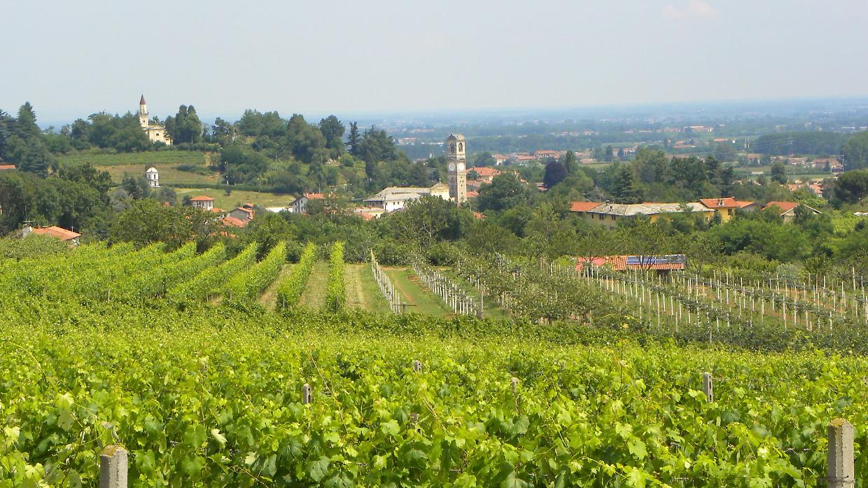 Clima e vite, debutta la piattaforma digitale per la viticoltura del futuro