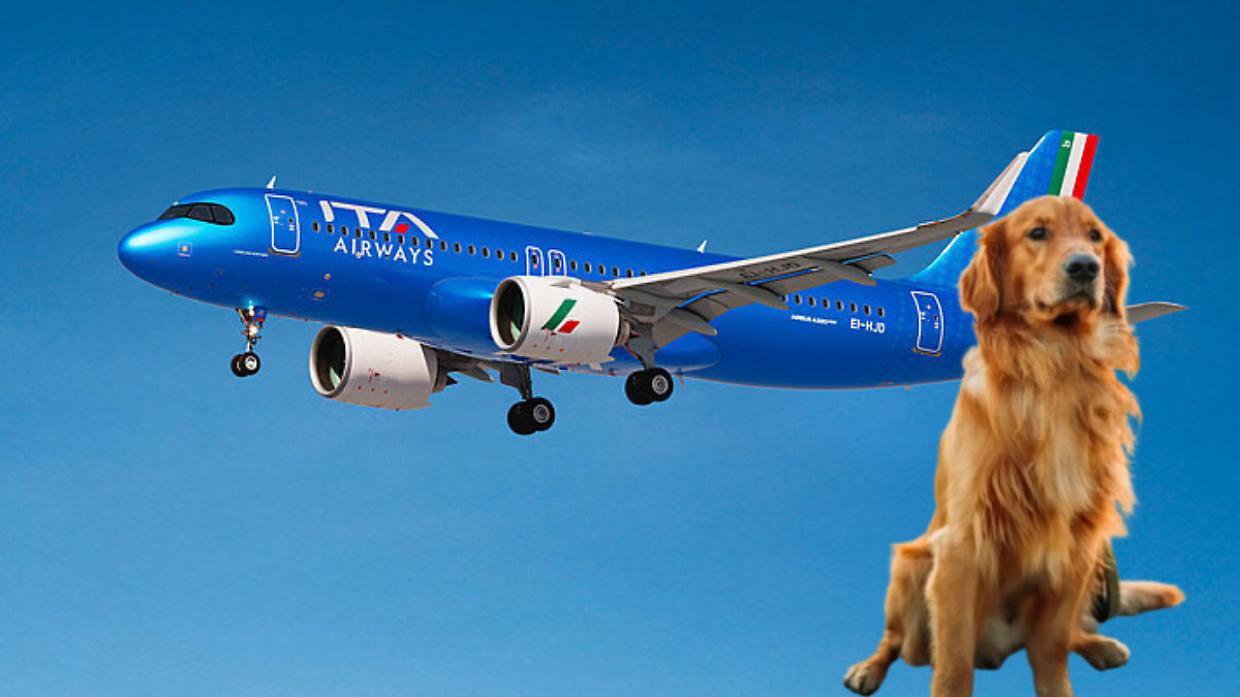 ITA Airways apre le cabine agli animali fino a 30 kg: arrivano i voli &ldquo;Large Pet Friendly&rdquo;