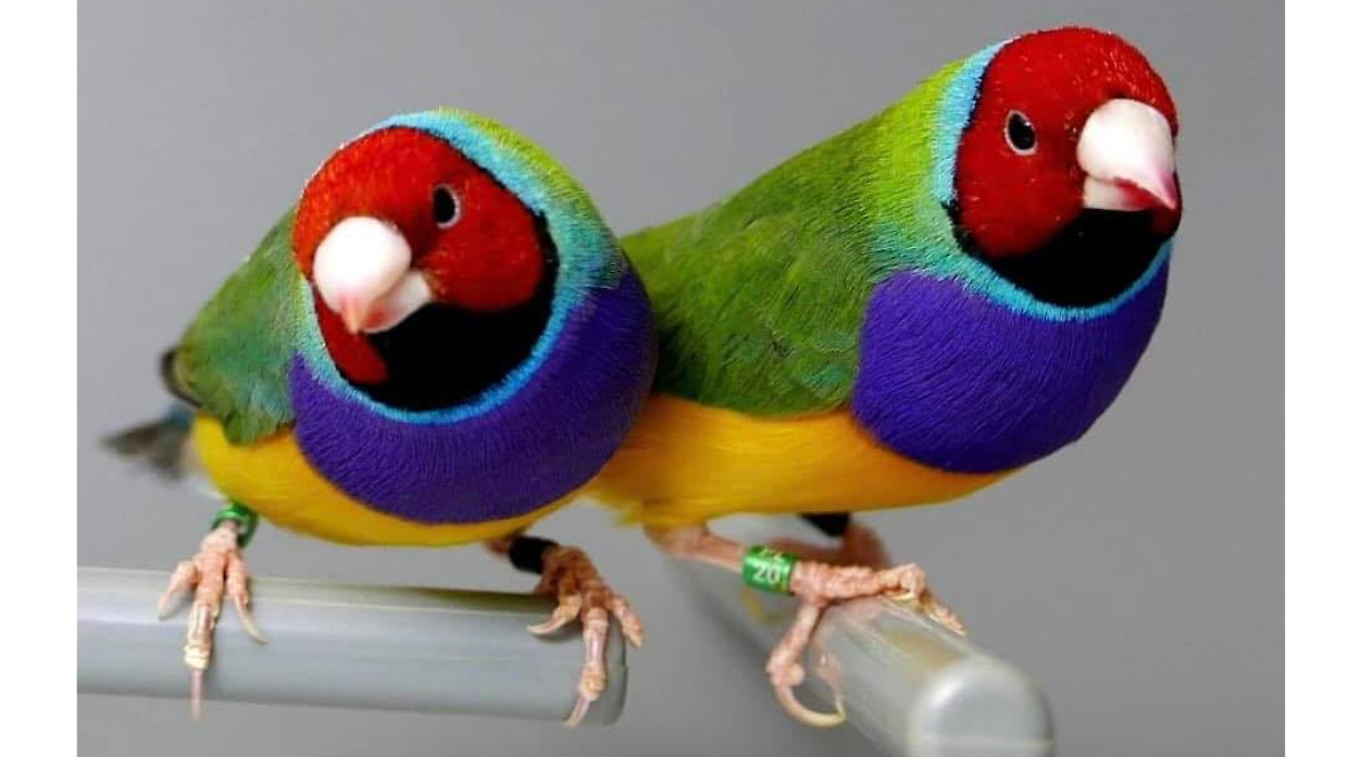 Diamanti di Gould a Zoom incantano Oasi delle Farfalle: l&rsquo;armonia perfetta di un ecosistema in miniatura