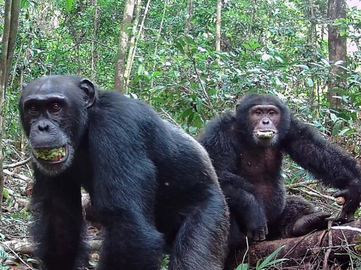 Uno studio rivela che gli scimpanz&eacute; bevono alcol: non &egrave; un vizio, &egrave; una necessit&agrave; evolutiva