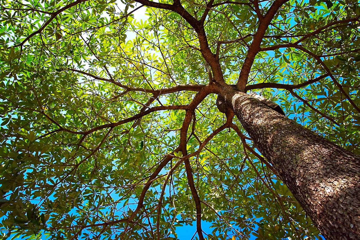 Cherasco punta sul verde: da costo a capitale con Green Up