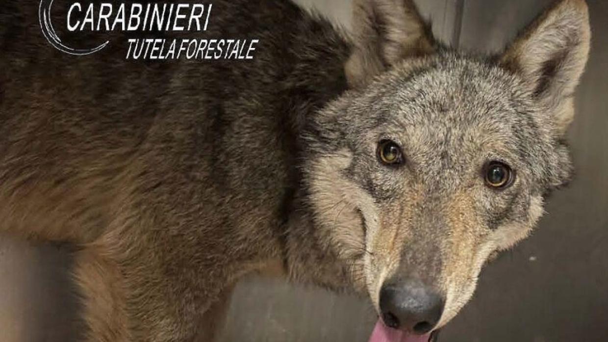 Una lupa catturata a Novi: trasferita in un centro specializzato a Grugliasco 