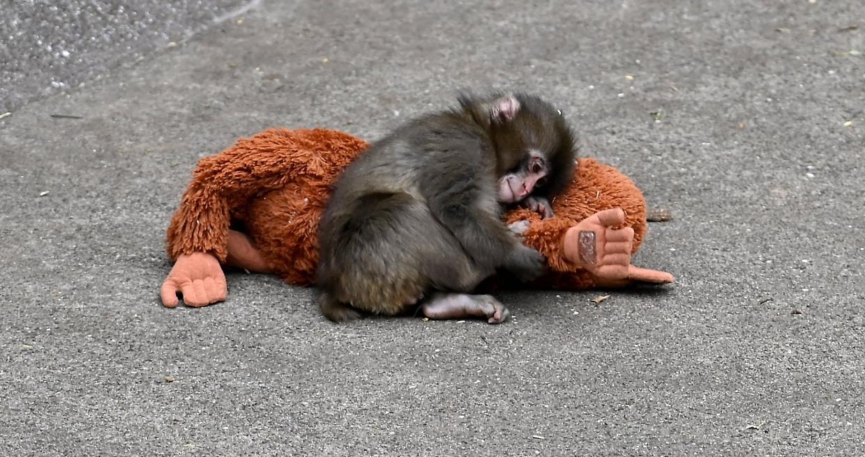 Perch&eacute; tutti parlano del macaco di Instagram: la storia virale di Punch e il virale peluche Ikea