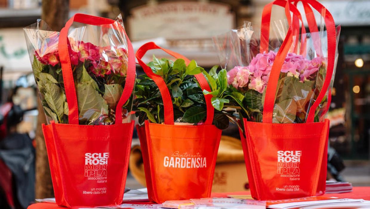 Chieri e Santena, il 7 e 8 marzo torna Gardensia per la raccolta fondi AISM