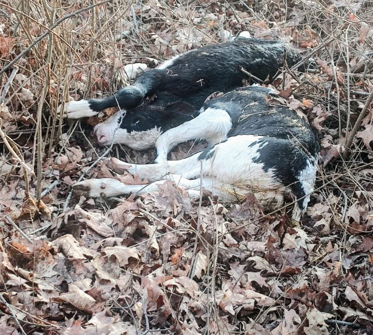 Vitelli morti abbandonati nel bosco: l&rsquo;orrore a Rivarossa