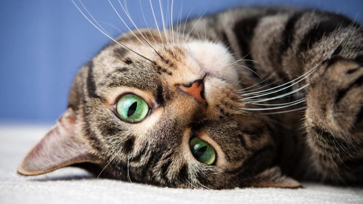 Caprie celebra i gatti: ecco i vincitori del contest "Scatto al gatto 2026"