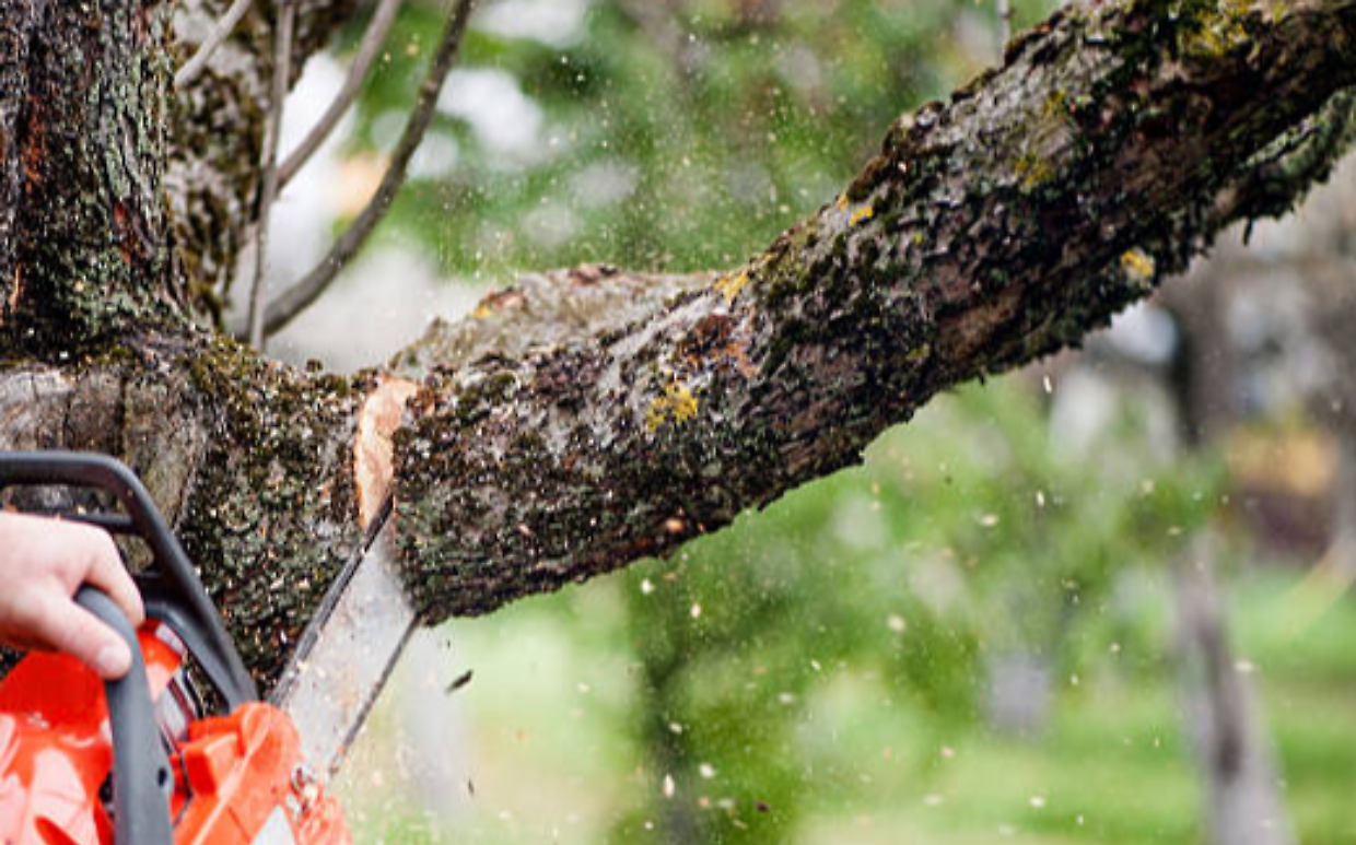Trentadue alberi demoliti a Rivarolo: il sindaco rassicura: &laquo;Intervento necessario, a ottobre le nuove piantumazioni&raquo;