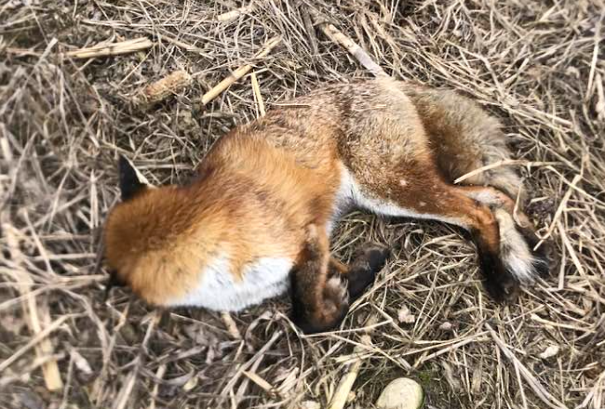 La volpe trovata morta alla Falchera