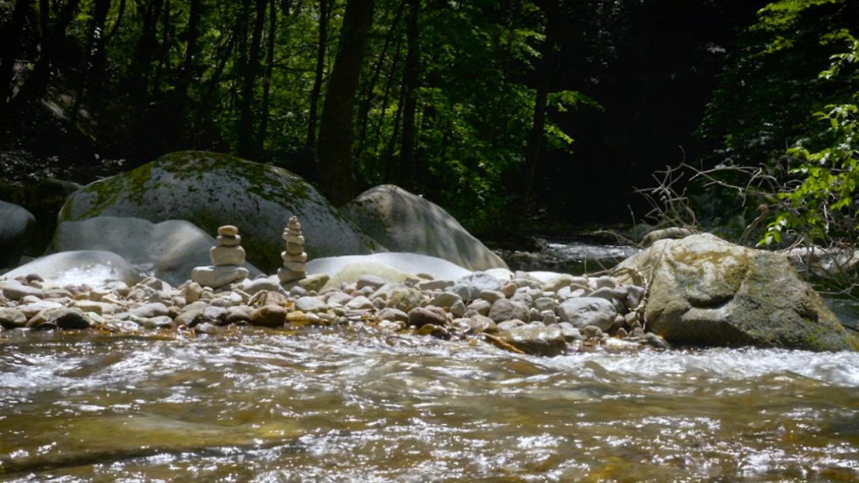 Strage di pesci nel Rio Valsoglia, scatta l'allarme
