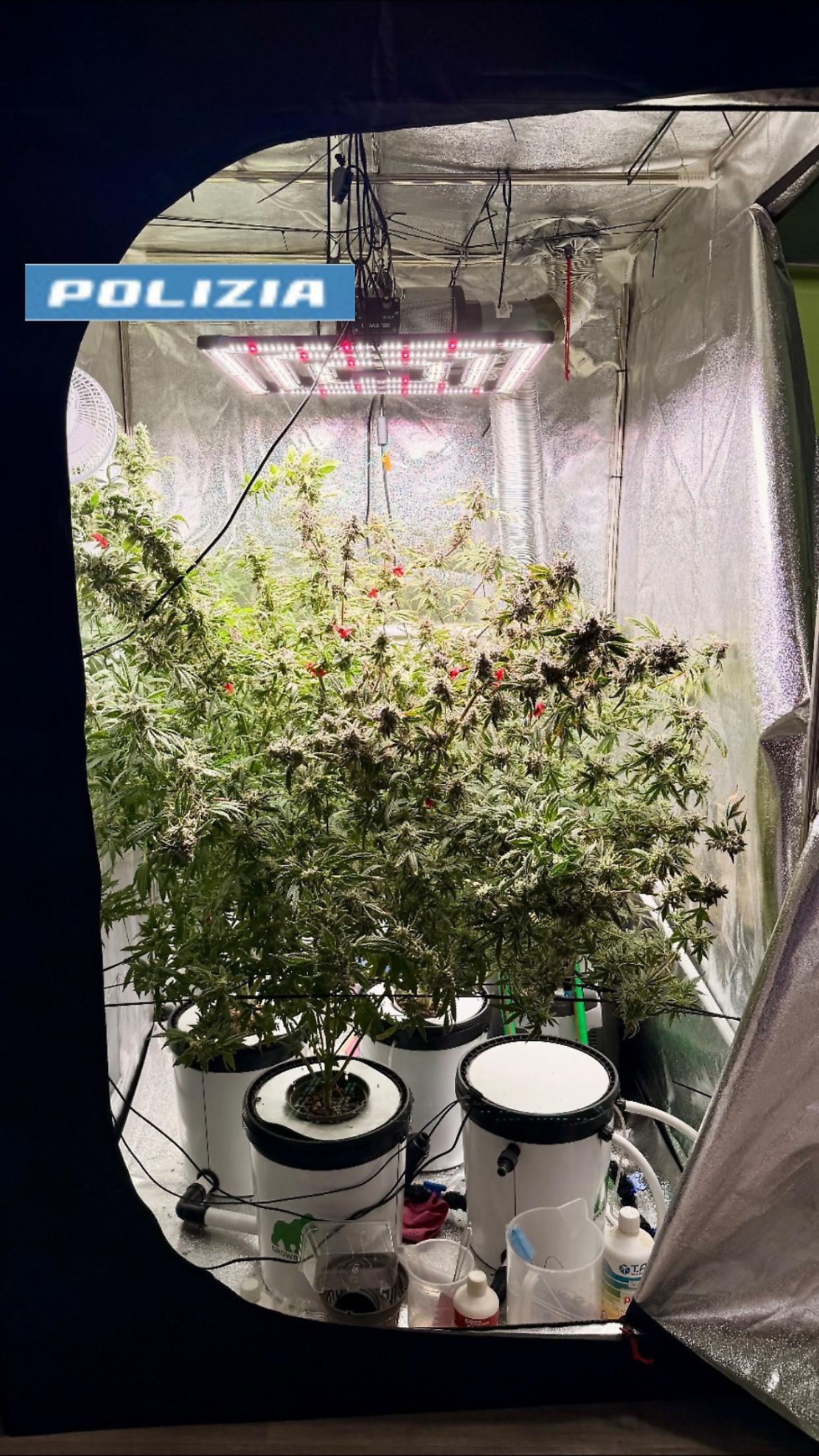 San Donato, serra indoor per marijuana in un appartamento