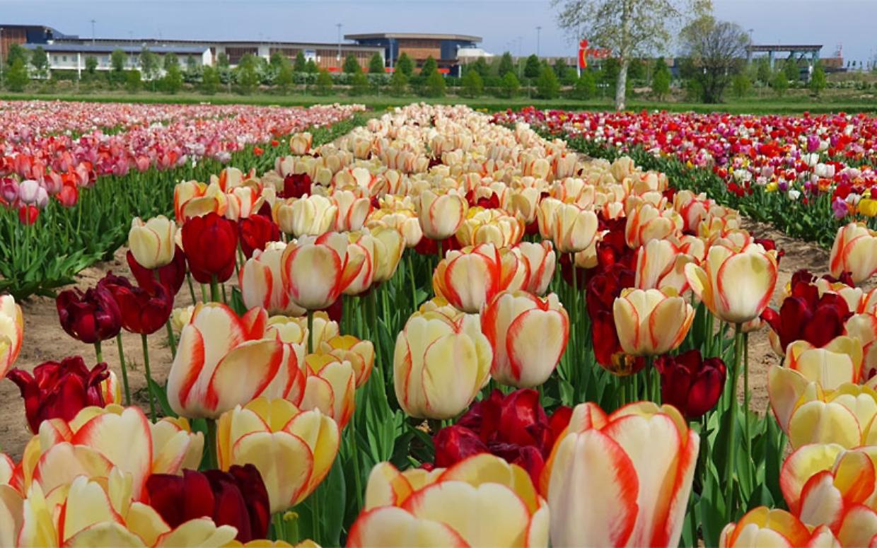 Dove vedere la fioritura di tulipani pi&ugrave; grande d&rsquo;Italia: il festival apre al pubblico