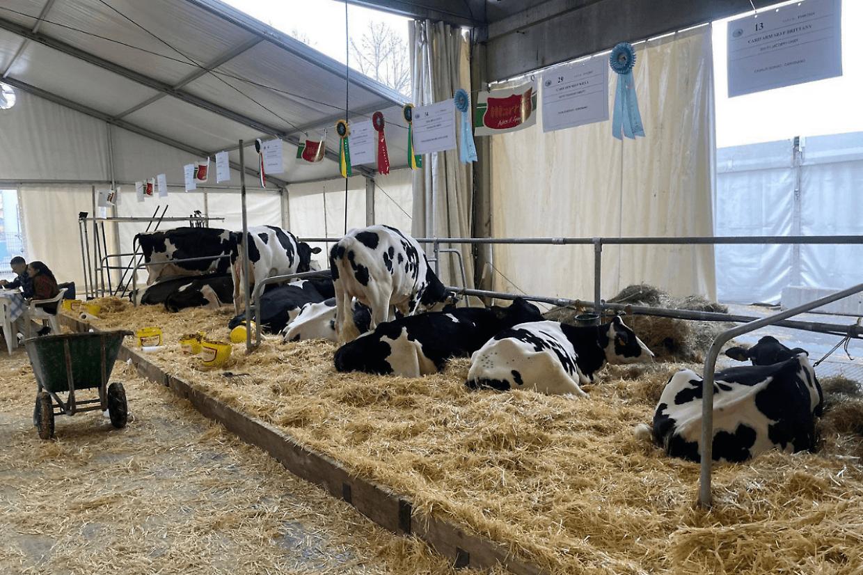 Carmagnola pronta per la 562&ordf; Fiera Primaverile: tradizione agricola e innovazione locale