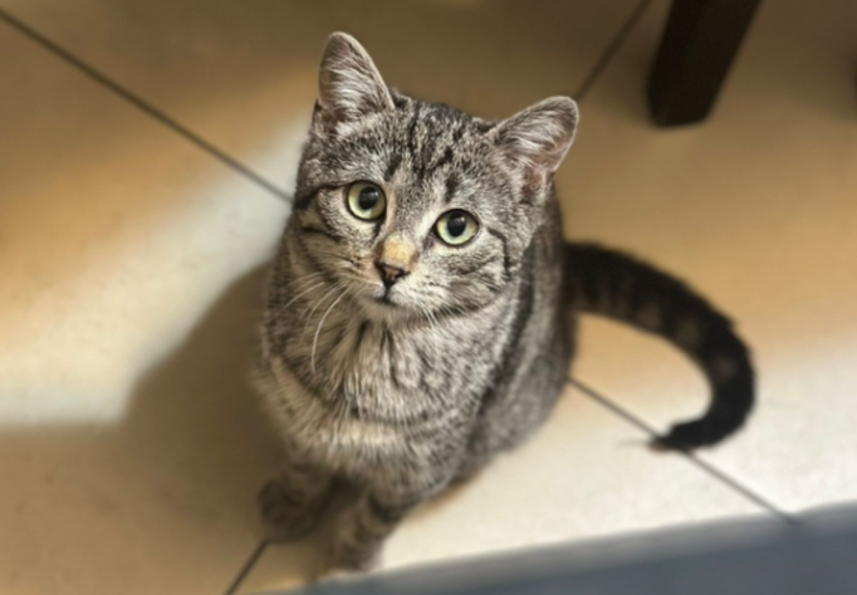 Una micetta  cerca "affitto" a Torino