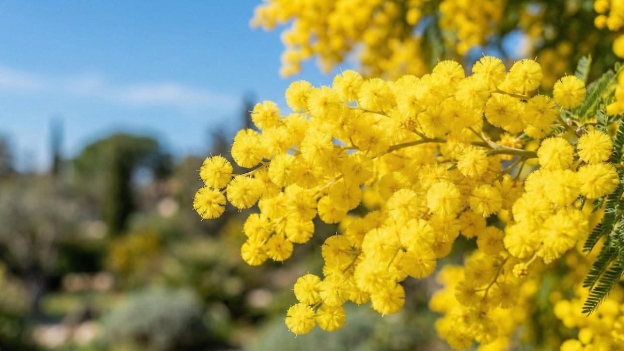 Festa della Donna 2026, la Rai celebra le donne con palinsesto speciale e contenuti dedicati