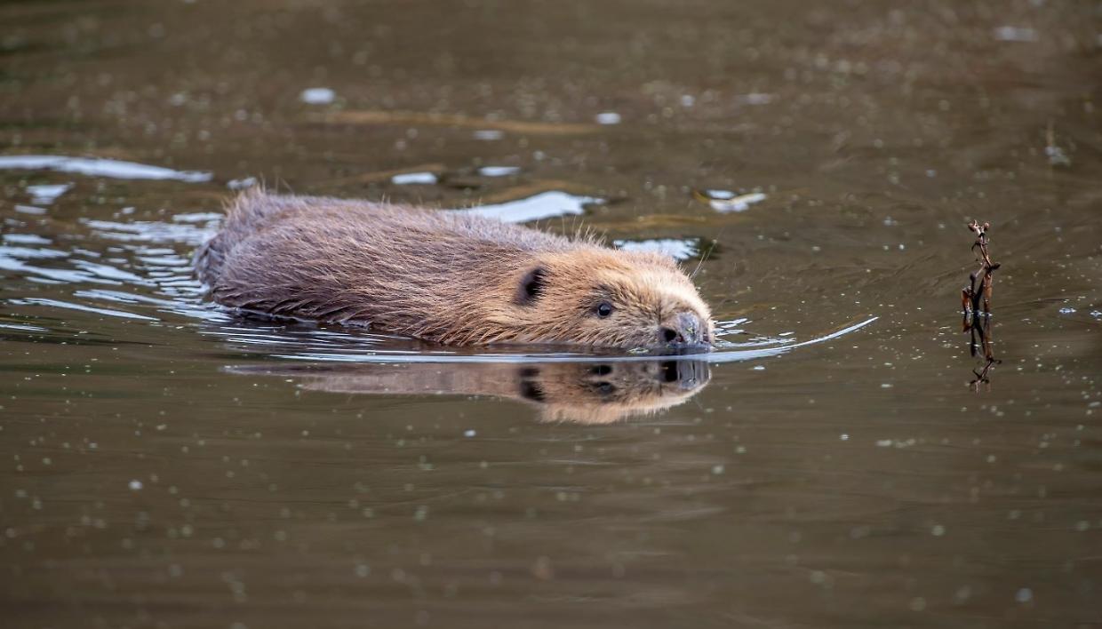 Il castoro europeo &egrave; tornato in Piemonte: 500 anni dopo il suo ritorno lungo il Ticino