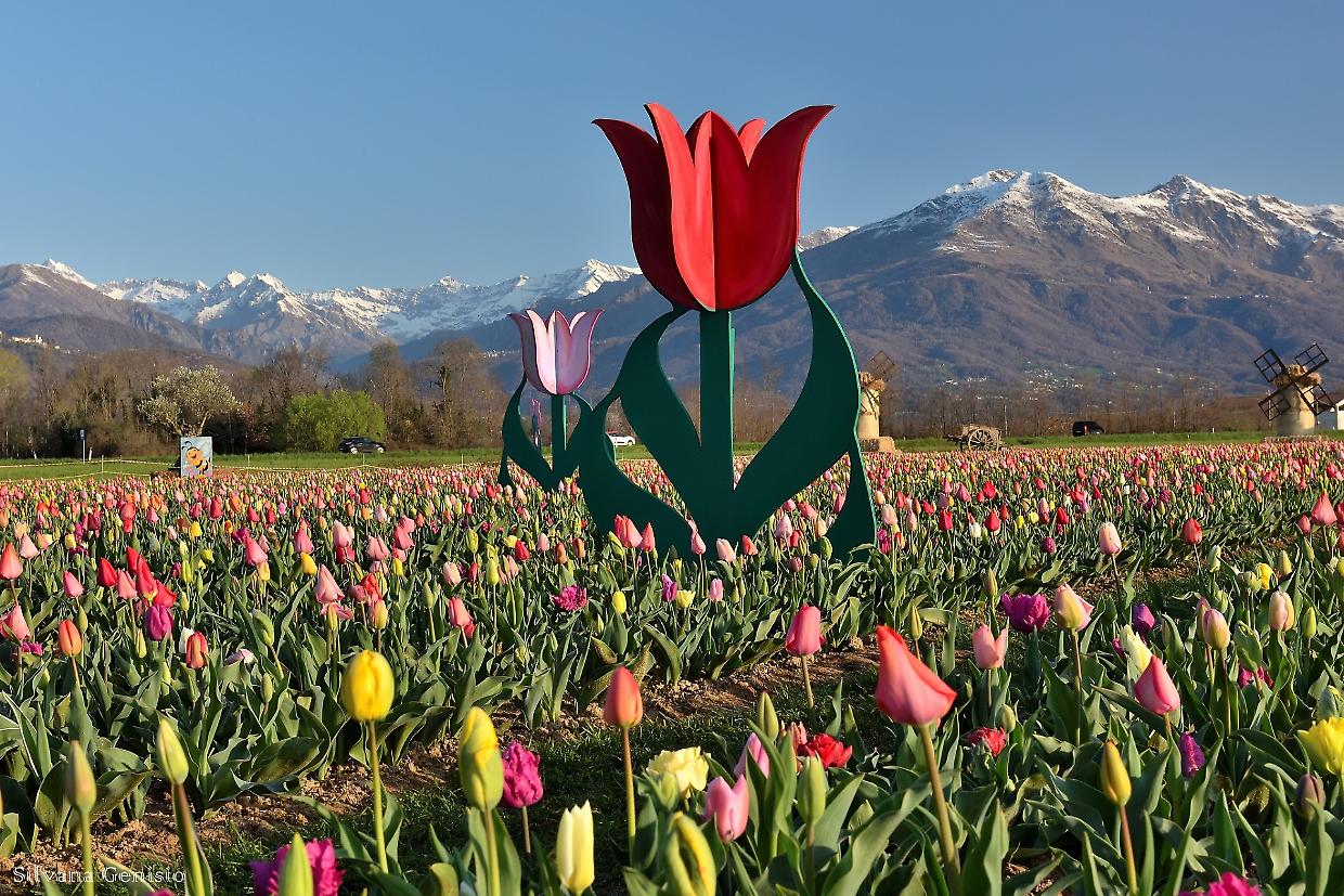 Riapre il Villaggio dei Tulipani a Favria: 250.000 fiori pronti per essere raccolti