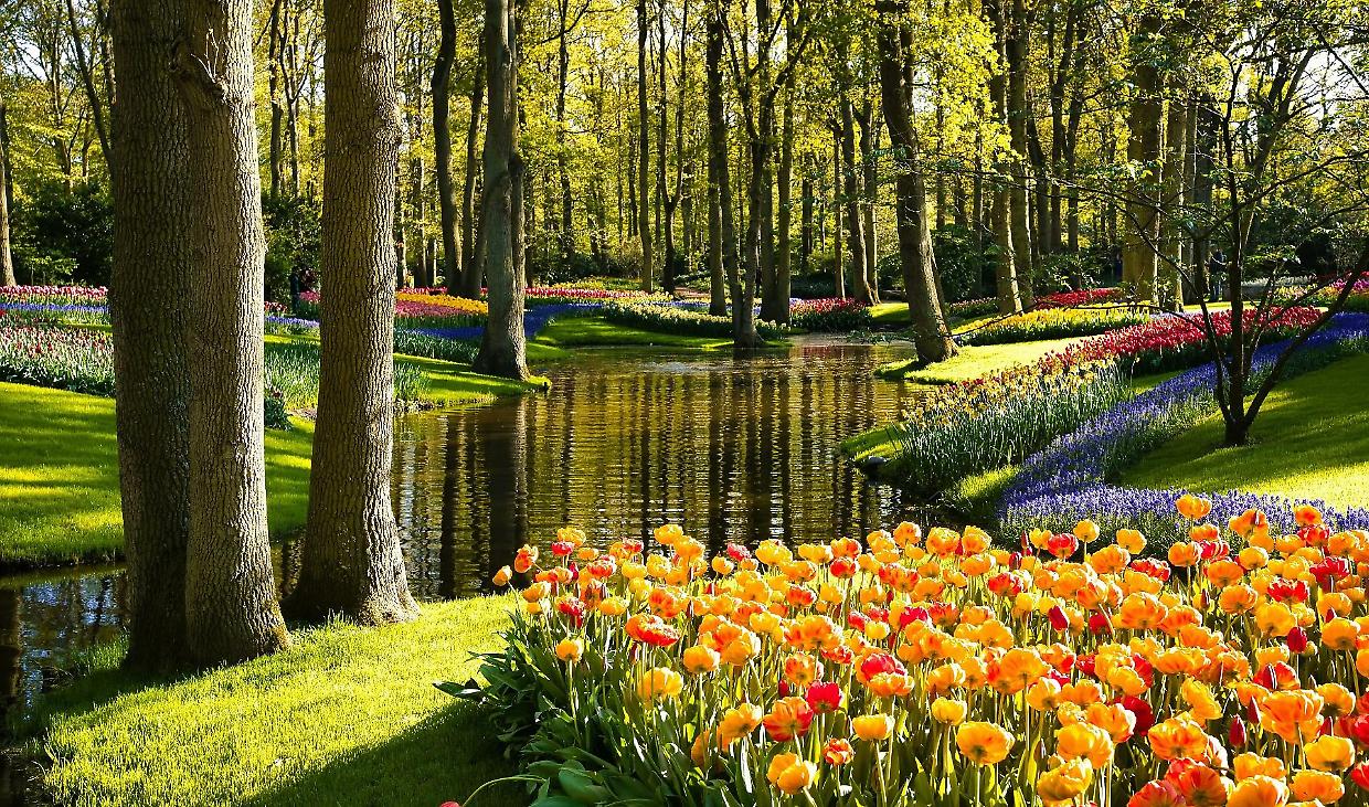 Riapre il parco di tulipani pi&ugrave; grande del mondo. Ecco tutte le informazioni da sapere