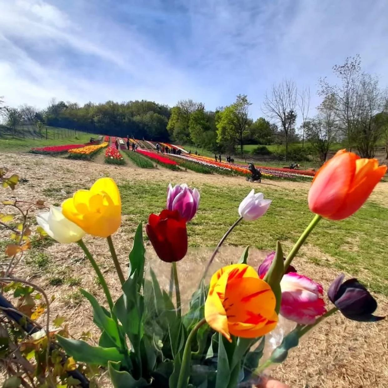 A due passi da Torino torna il campo di tulipani: 100mila fiori da raccogliere tra natura e panorami