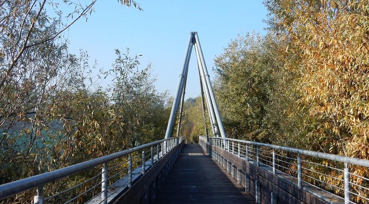 Collegno rinnova il verde urbano: 72 nuovi alberi piantati al Villaggio Dora