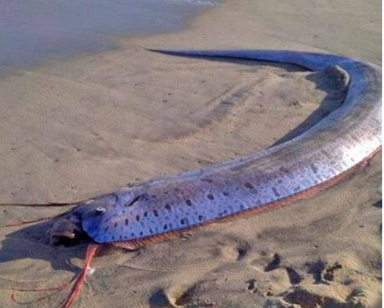 Due pesci remo da record in Messico: i giganti d&rsquo;argento che sembrano usciti da un film