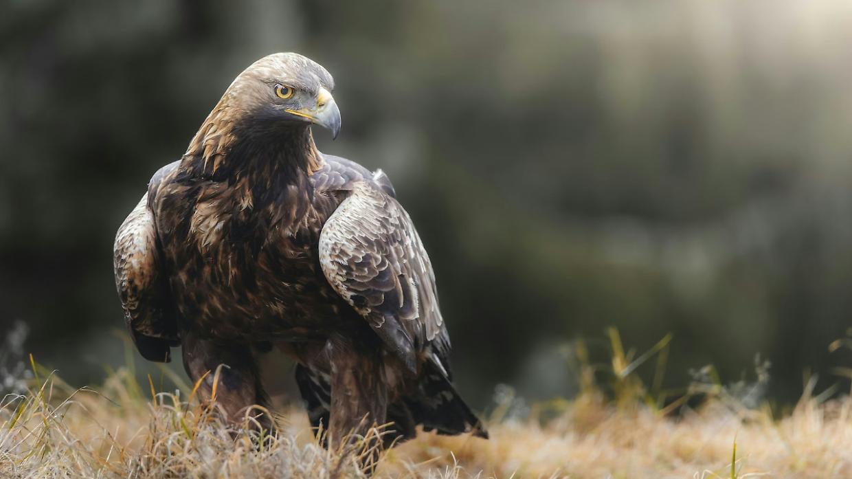 Aquila reale in difficolt&agrave; salvata sulle alture di Domodossola