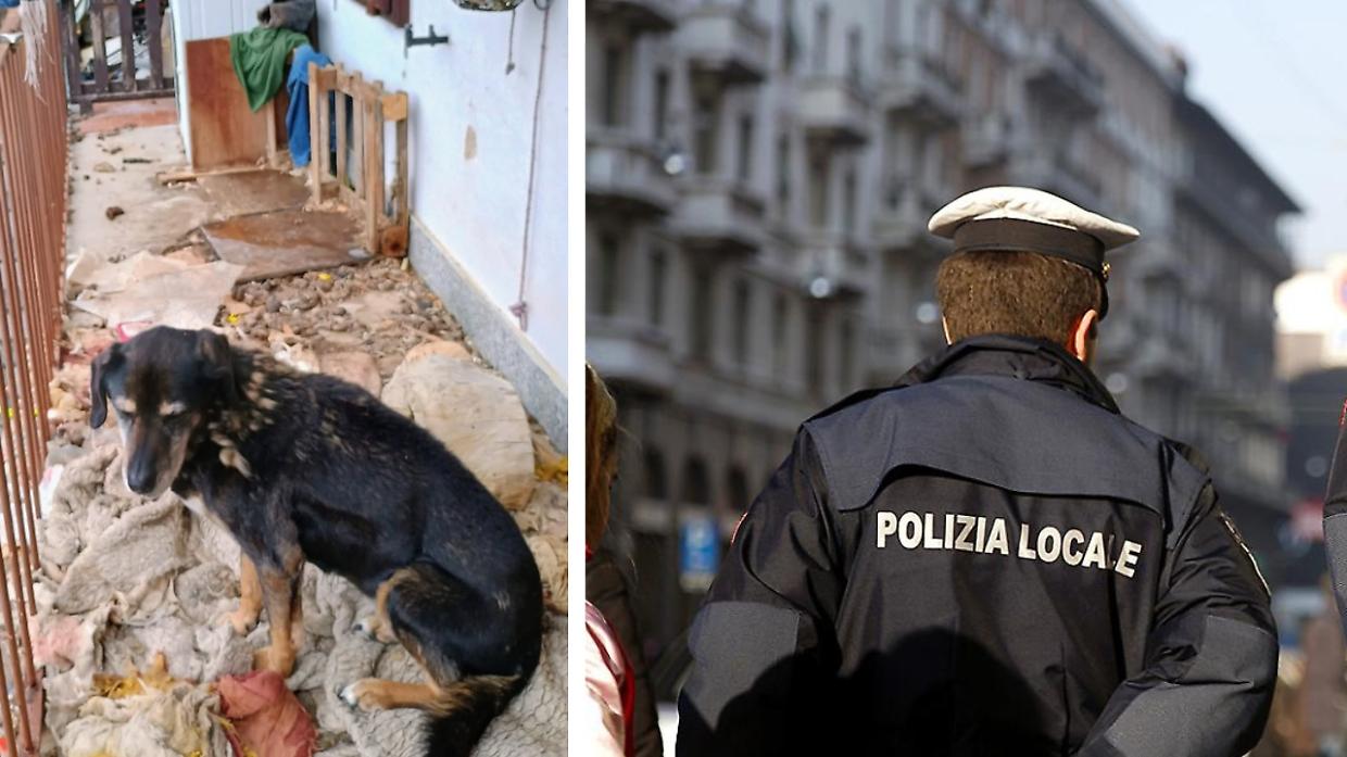 Cani maltrattati e abbandonati salvati in condizioni drammatiche a Giaveno