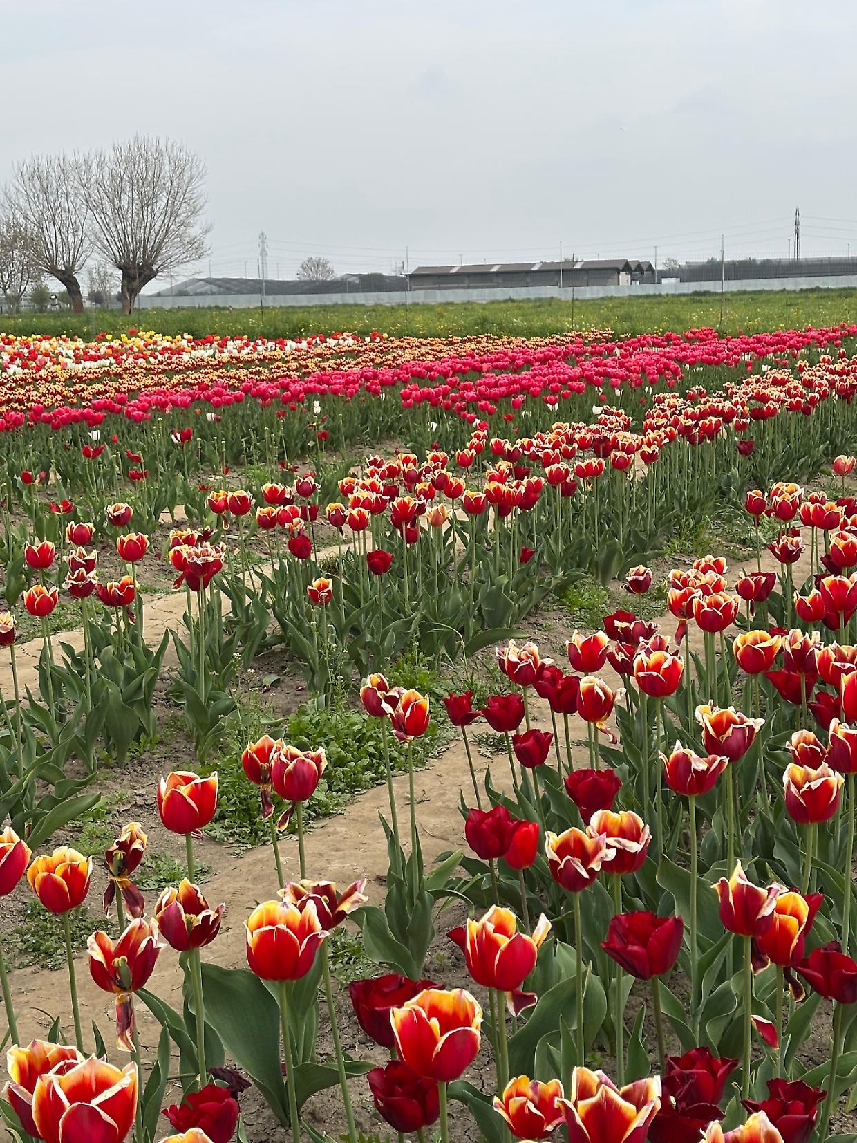 Piemonte in fiore: tulipani, ciliegi e campi colorati, ecco tutti gli eventi da non perdere